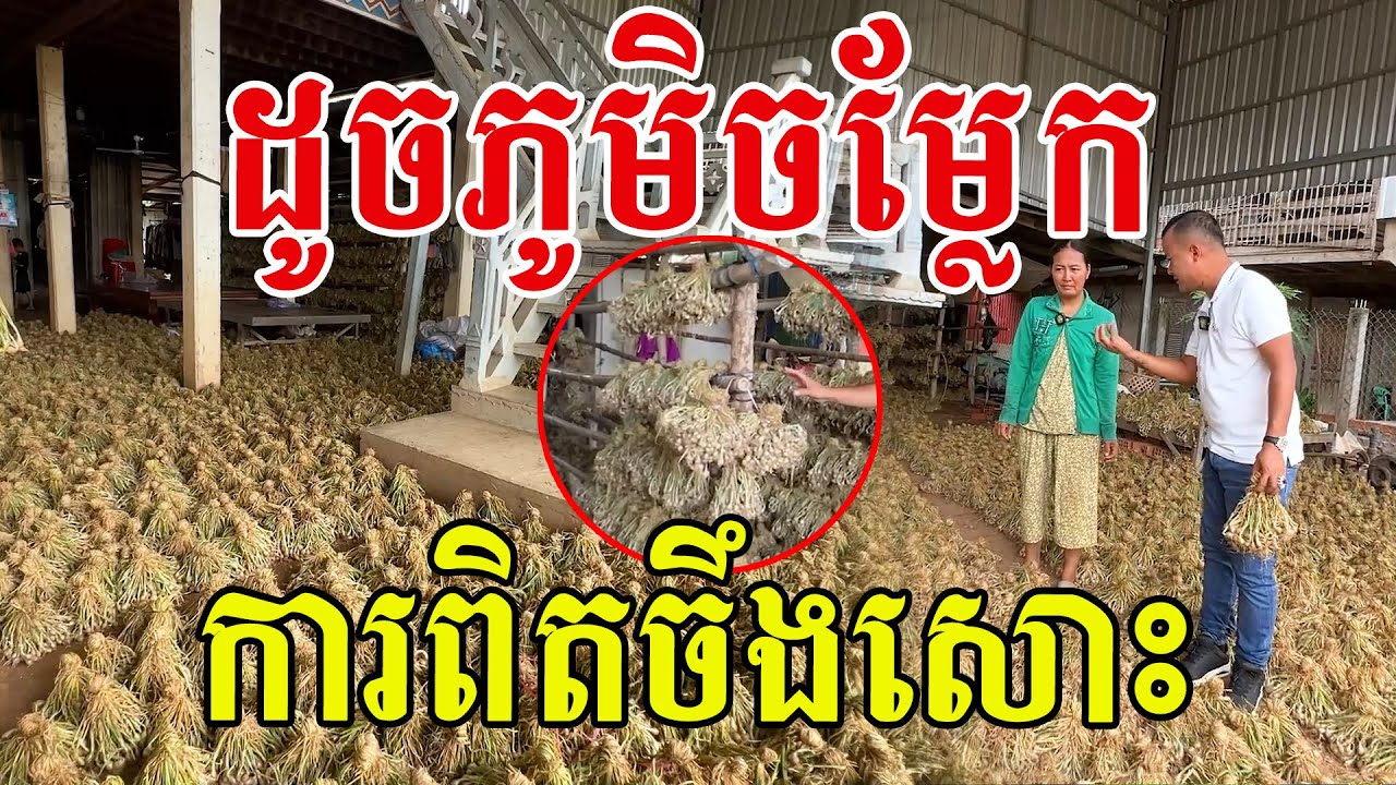 សឹងគ្រប់ផ្ទះ ចងចង្កោមៗ ហាលដូចត្រីងៀត