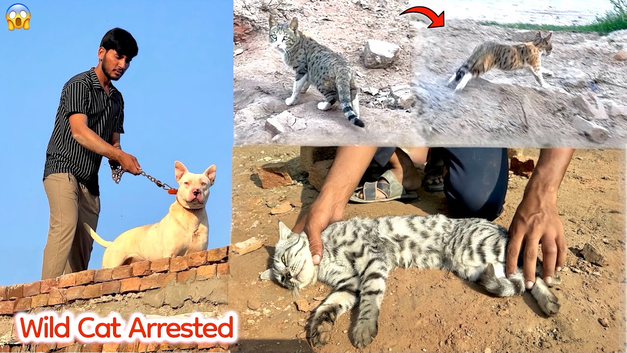 Finally Gabbar Badmash caught the wild cat alive 😱