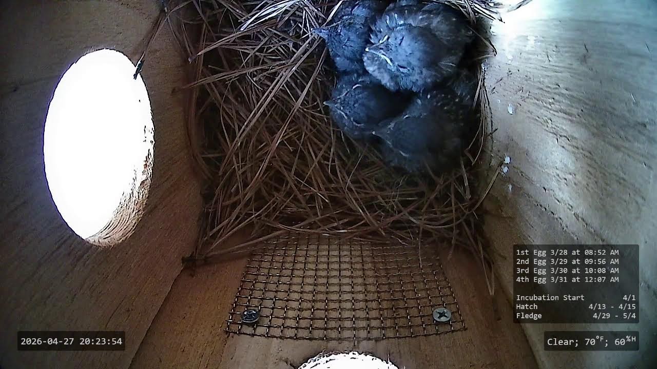 Nest Cam 2026 | Eastern Bluebird | Fledge watch starts on 4/29