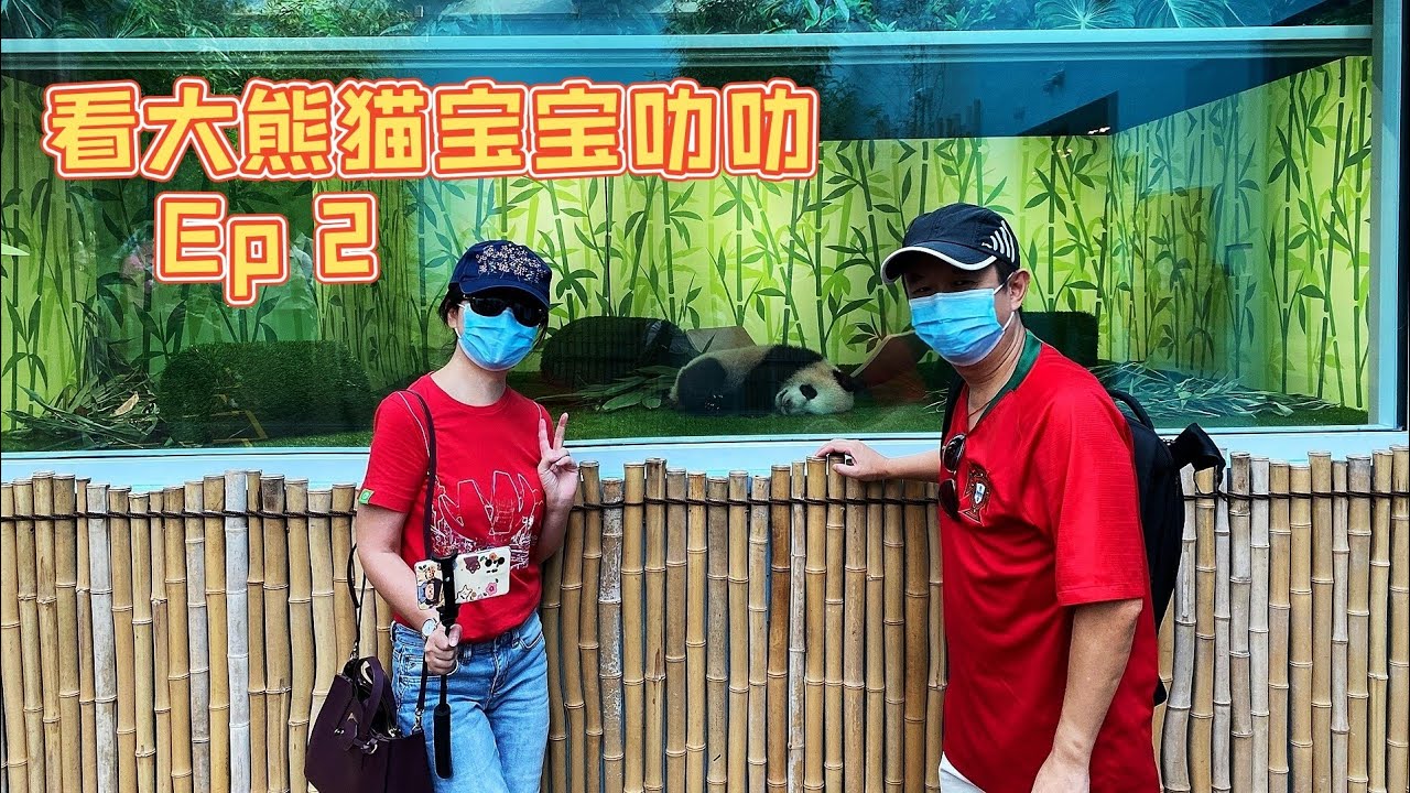 [CN/EN SUB] Ep 2 Visit Le Le 叻叻 1st Singapore born Giant Panda Baby 新加坡出生的第一只大熊猫宝宝叻叻探访记 2