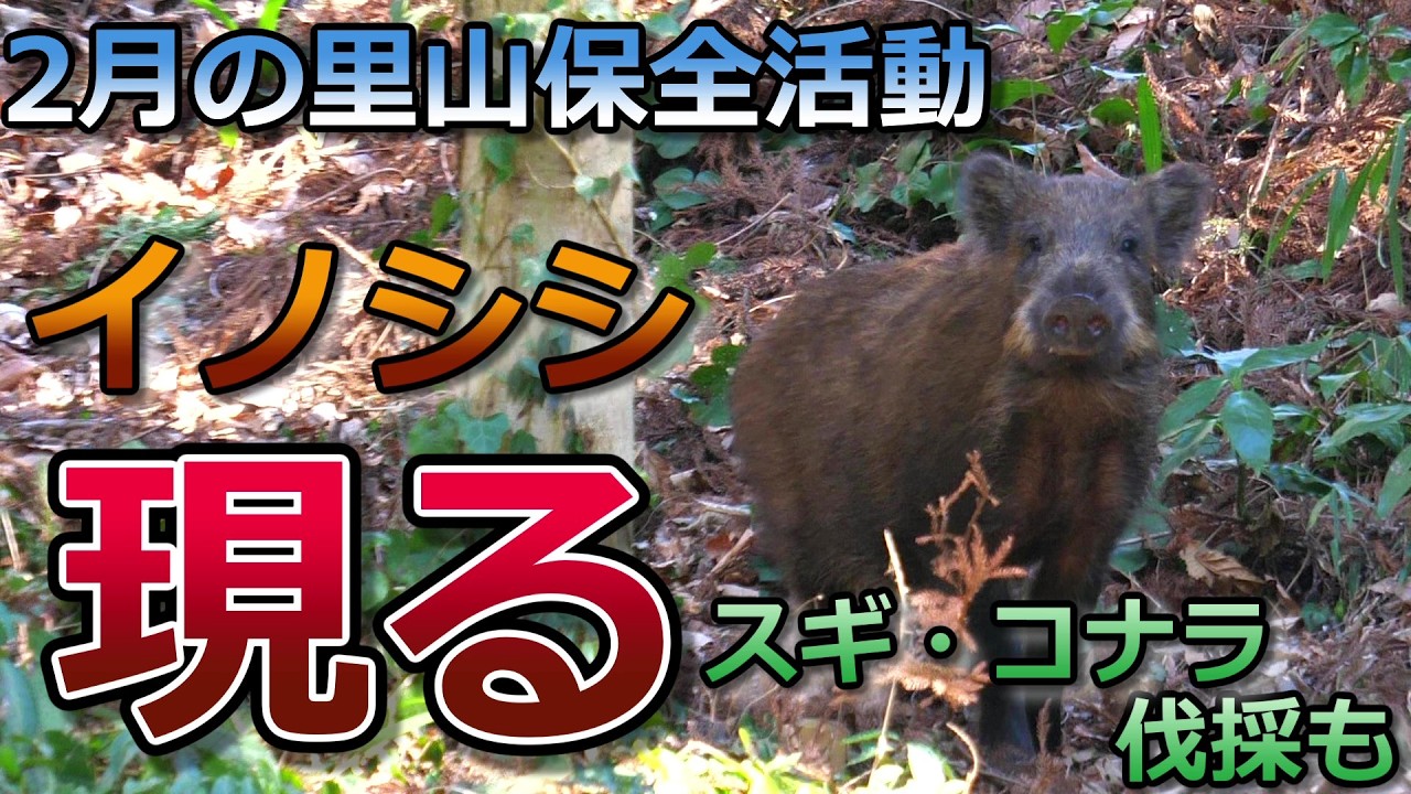 【自然観察vlog】2月の里山保全活動～イノシシ現る,スギ・コナラの伐採も～