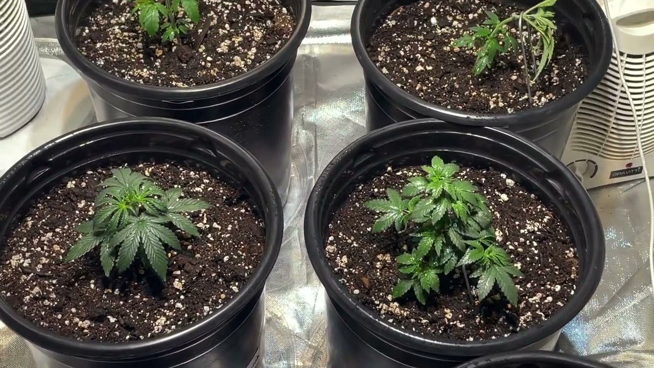 How to identify male cannabis week-4
