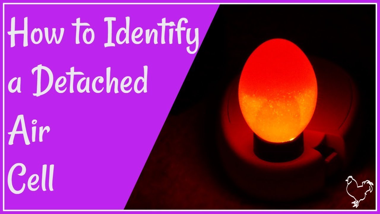 A detached air cell in a chicken egg: how to identify during incubation.