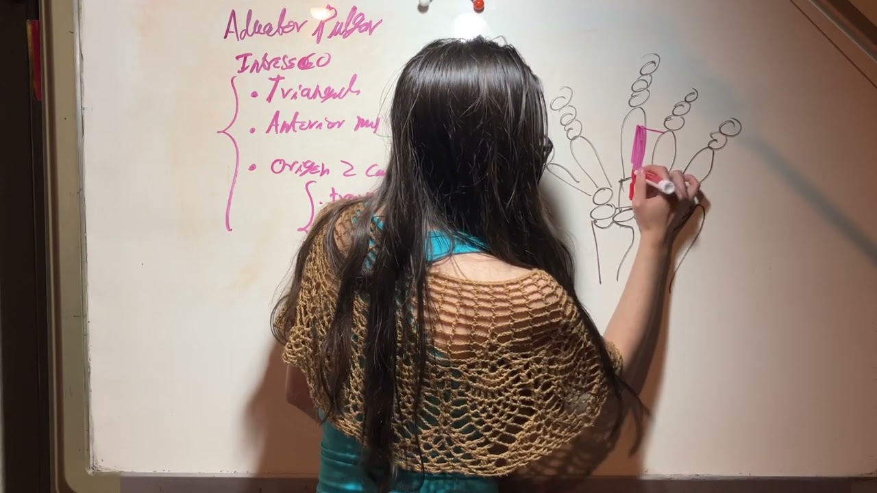 Músculo Aductor Pulgar: Origen/Inserción/Inervación/Acción.Músculos Intrínsecos Mano. Ortoped/Trauma