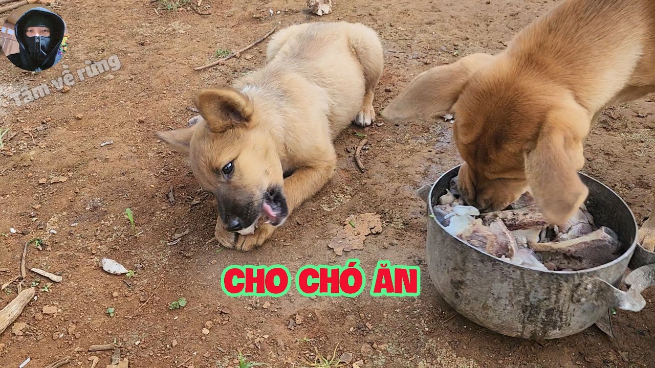 Cho Chó Ăn Xương | Tâm Về Rừng #21