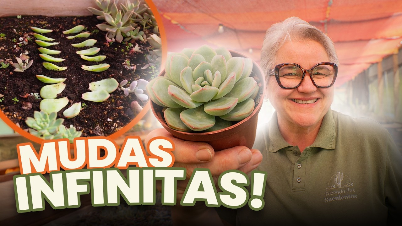 Como Multiplicar tuas suculentas