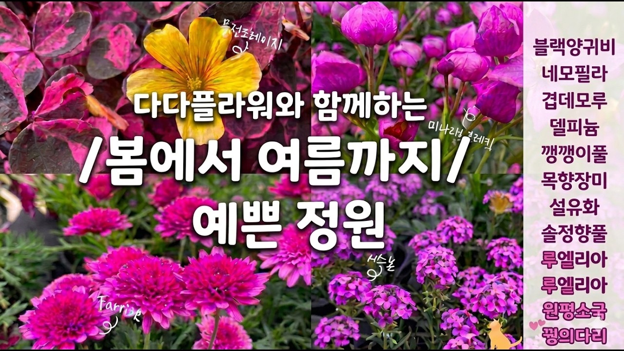 너무많아 예쁜 꽃~♡봄부터 여름까지~노지월동 야생화 관엽식물 #노지월동 #42종 #봄꽃 #여름꽃 #사계절 꽃
