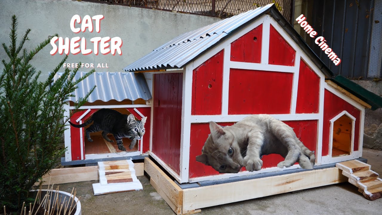 Giving Away a Cinema Shelter For Stray Cats!!!
