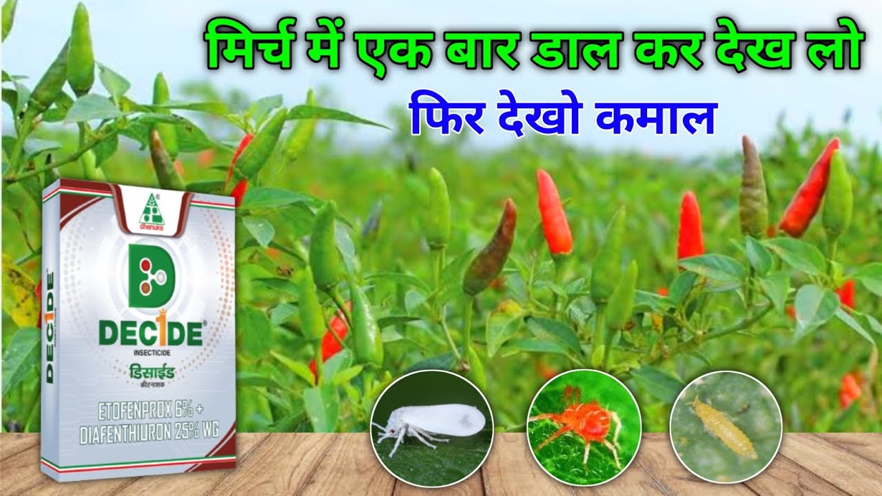 Decide insecticide || Dhanuka New insecticide मिर्च में देखो इसका कमाल