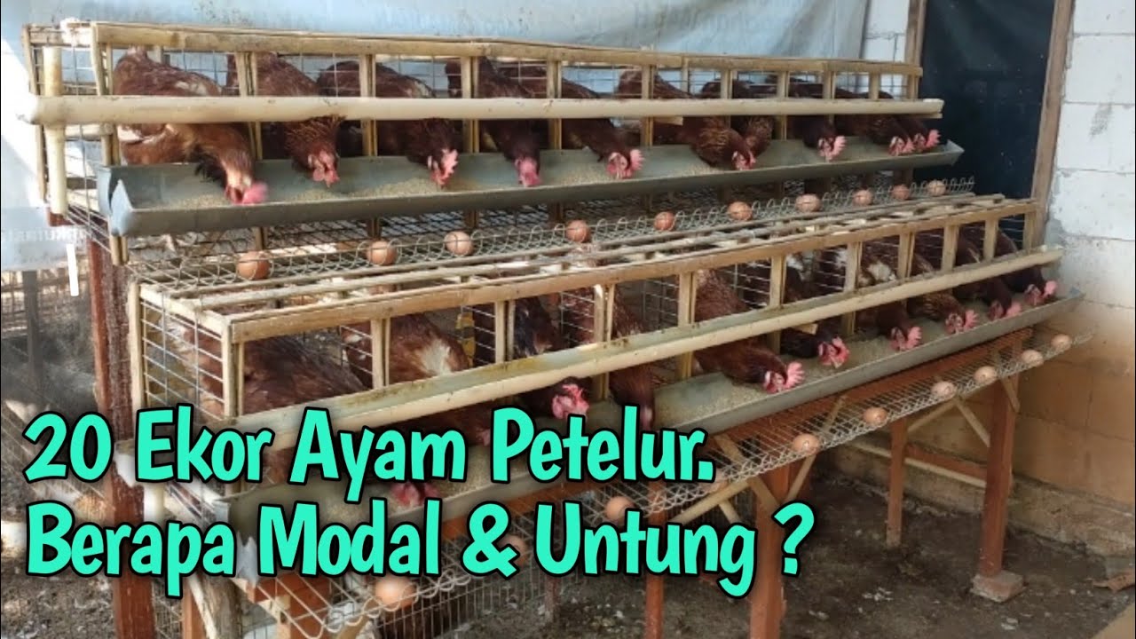 20 Ekor Ayam Petelur. Berapa Modal & Untung ?