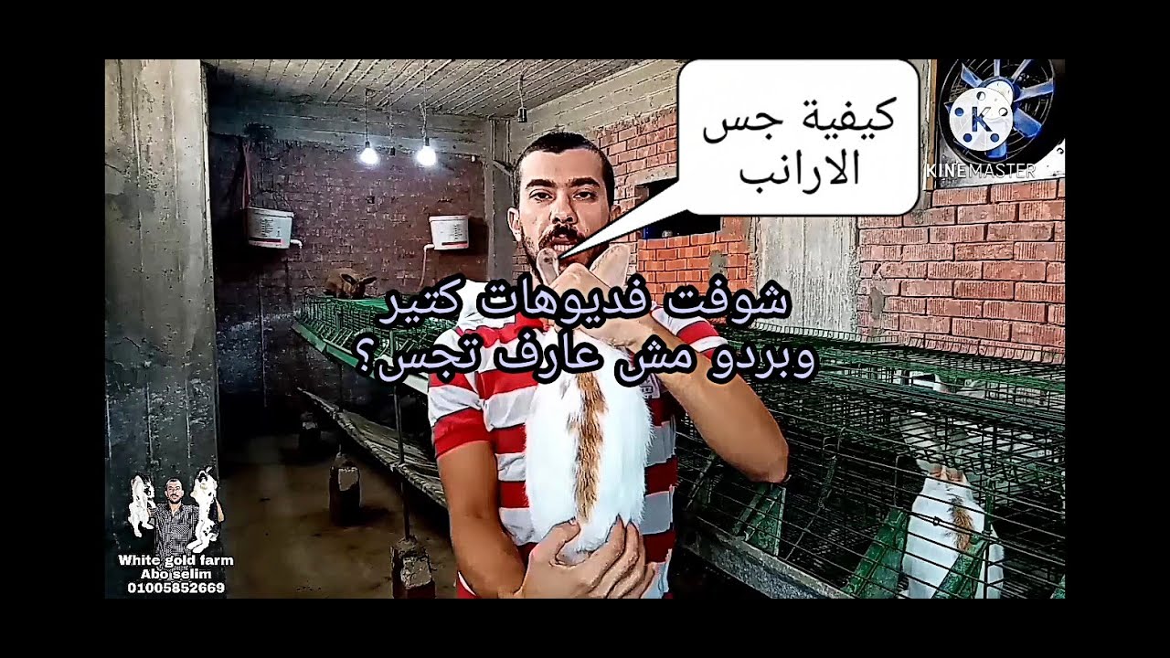 اتعلم الزاي تجس الارانب صح وتعرف الام عشار او لاء 👌Pregnant rabbit examination
