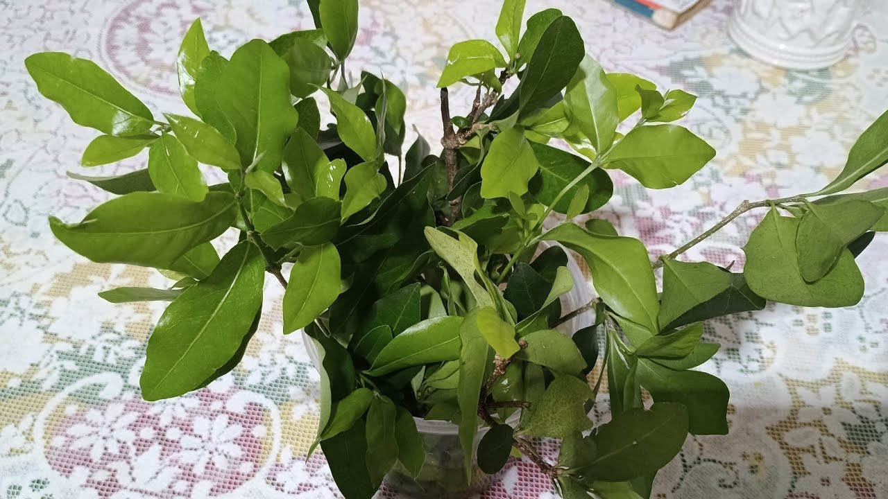 Live Especial Dica de saúde da Vera Benefícios da folha de Acerola