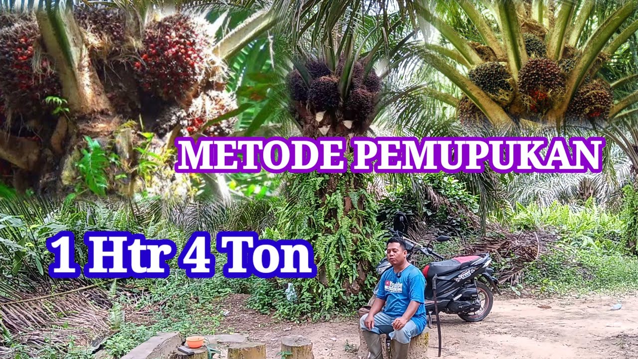 Metode pemupukan kelapa sawit Yang mantap