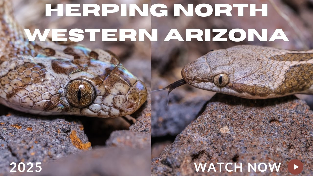 Herping North Western Arizona