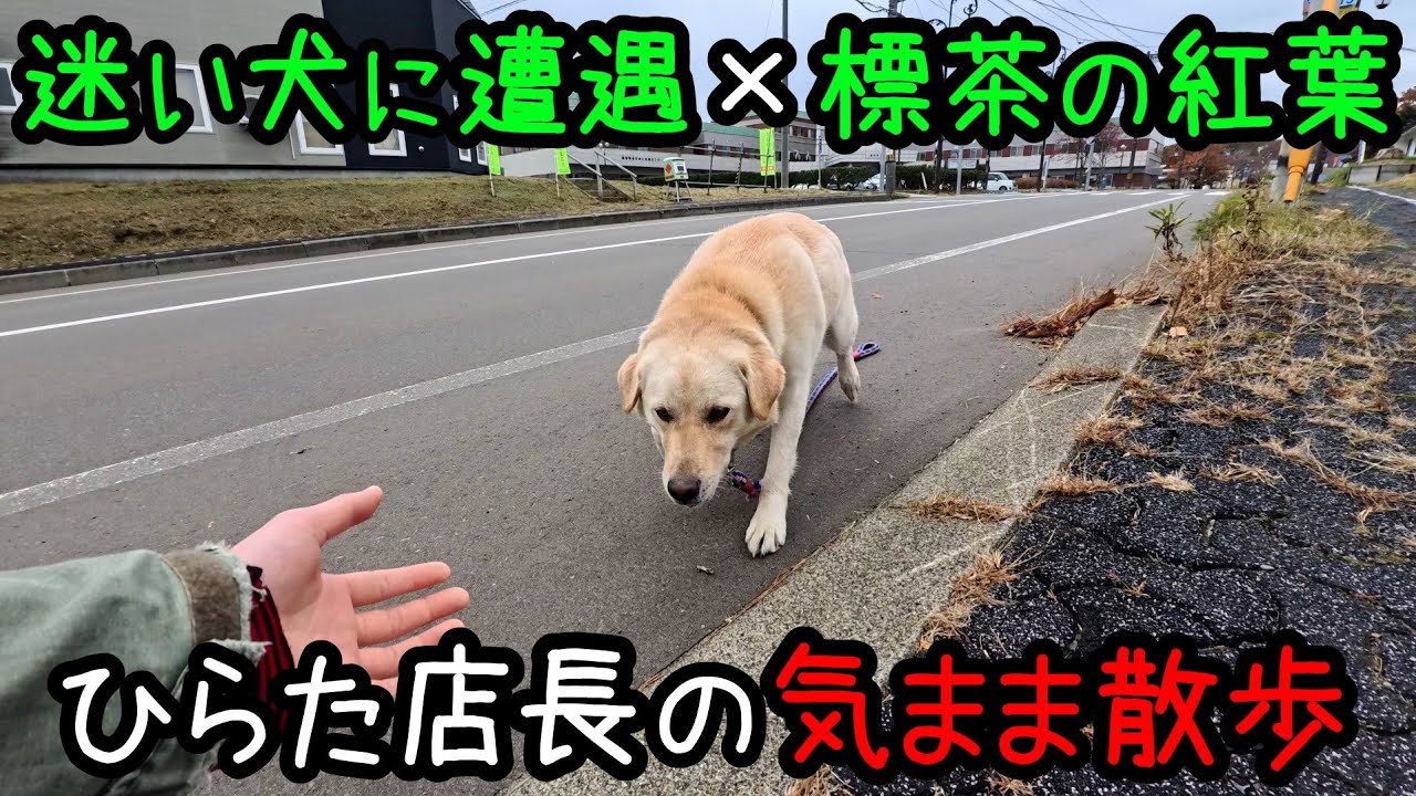 【気まま散歩】迷い犬との遭遇 ✕ 紅葉の経過観察【標茶町 : 2024年10月27日撮影】