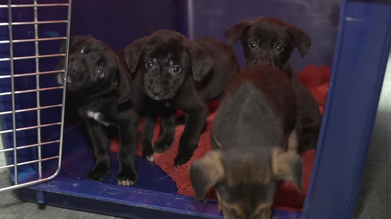 Blizzard helps dogs find their fur-ever home