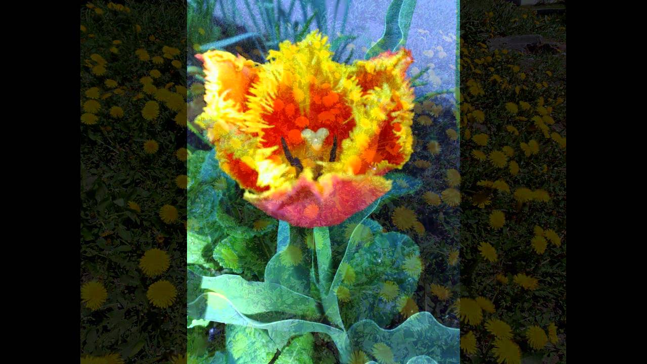 WIOSENNE  MARZENIA .