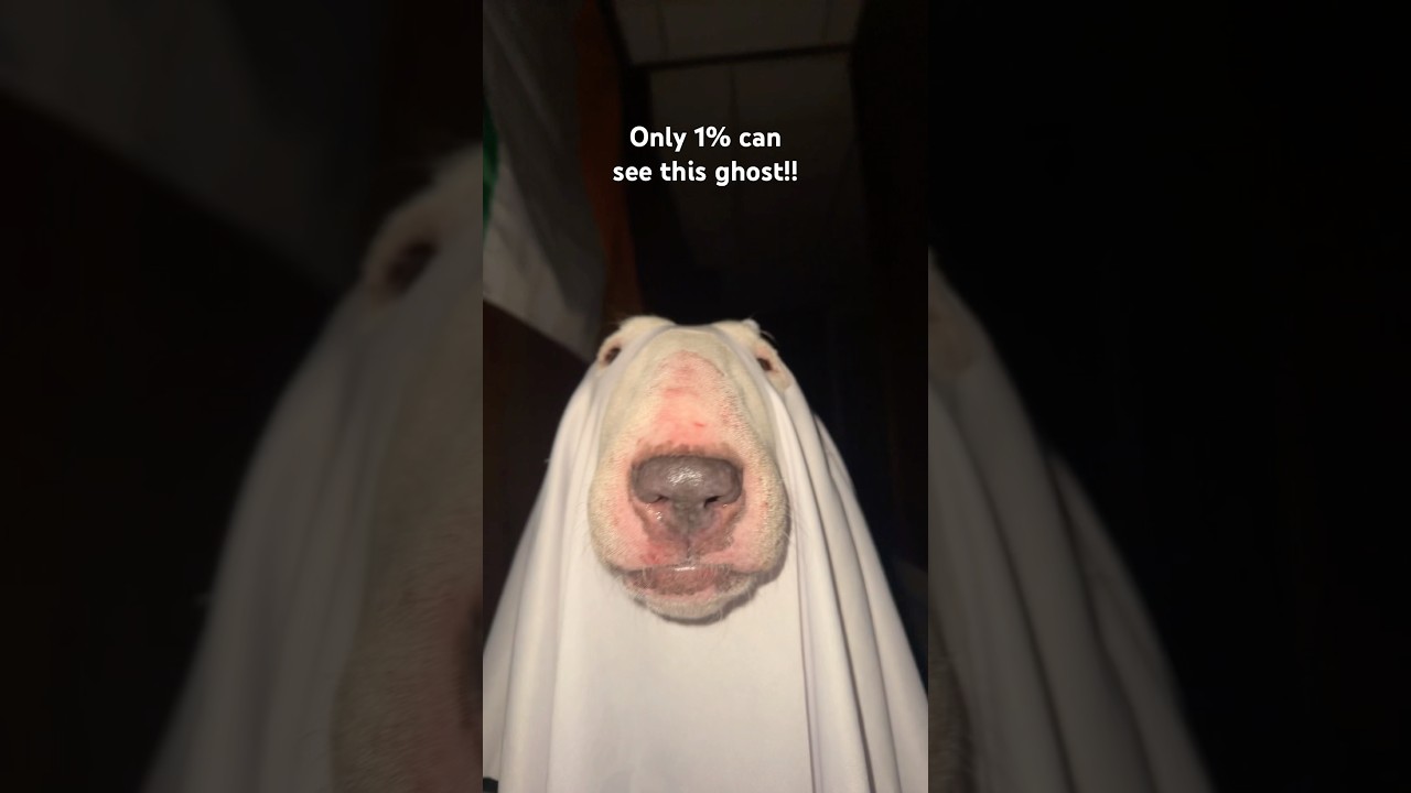 I didn&rsquo;t see a ghost did you?? #ghost #spooky #funny #cute #memes #doggy #shorts