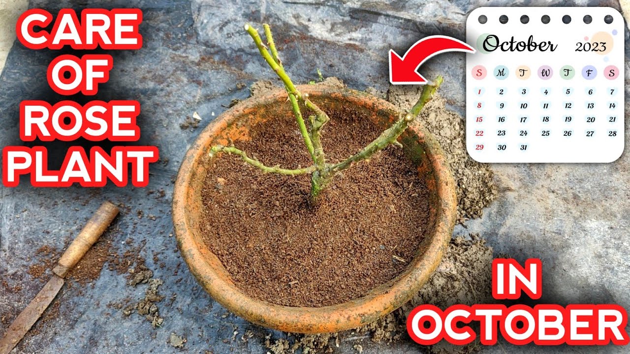 Rose Plant Care In October For Heavy Flowering (IN HINDI) Rose Plant Growing Tips