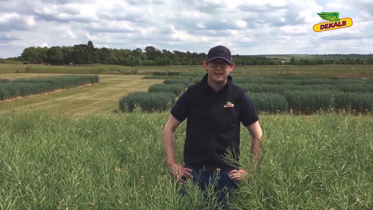 Bayer's James Wilkins and Richard Phillips discuss key DEKALB varieties