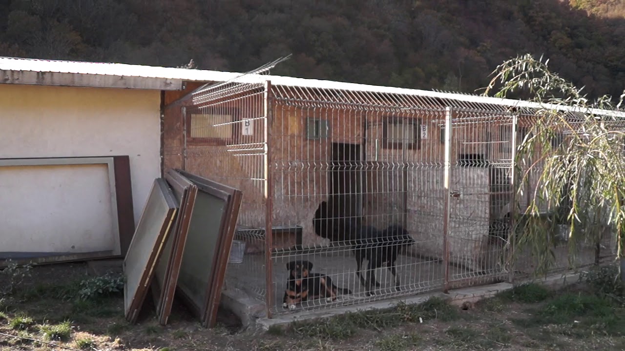 🐾 Shelter Baile Herculane 🐾
