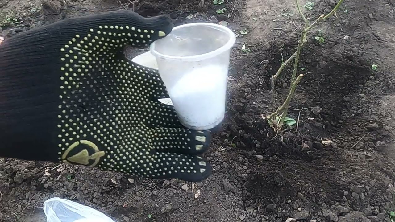 Стан троянди Вас приємно здивує після цього  агроприйому.