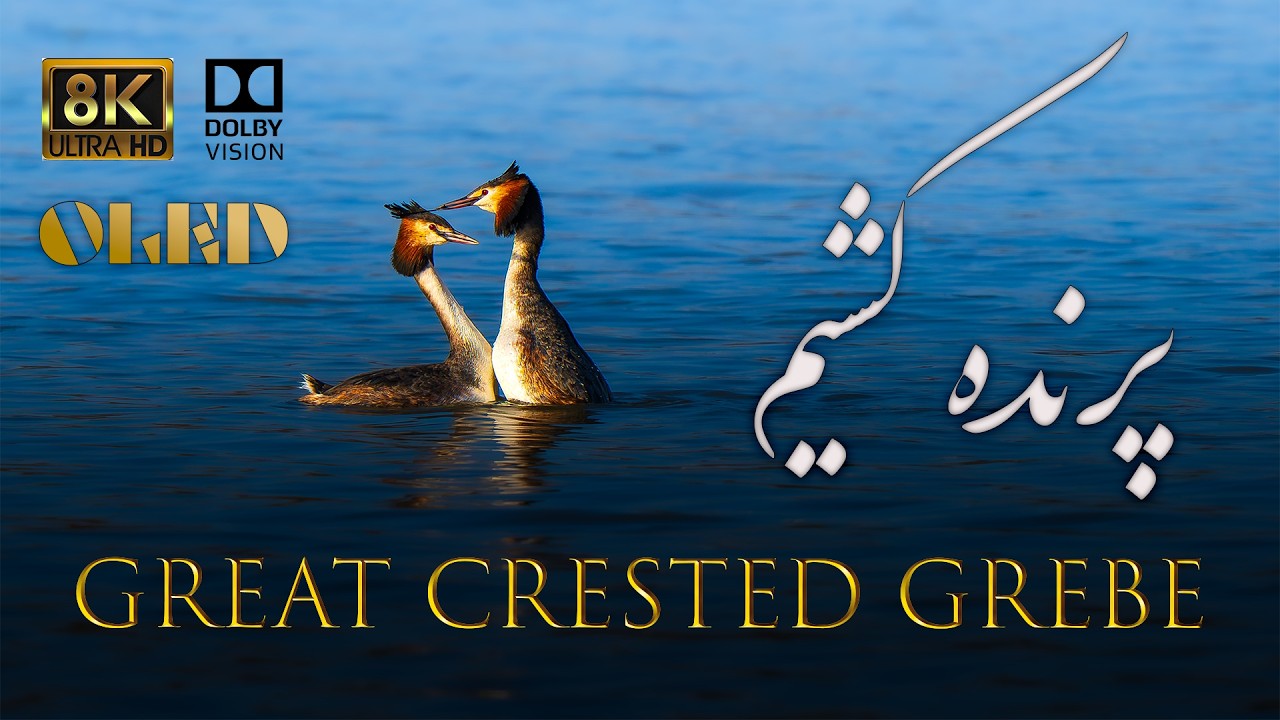 Grebe in 8K HDR | British Wildlife | Dolby Vision | پرنده کشیم کاکلی بزرگ حیاتوحش انگلستان
