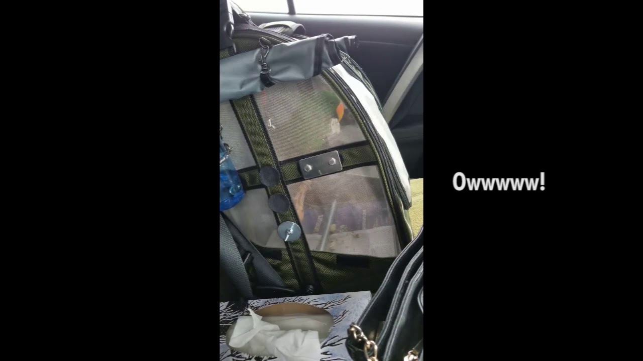 Jasper the Eclectus Parrot Talks in the Car!