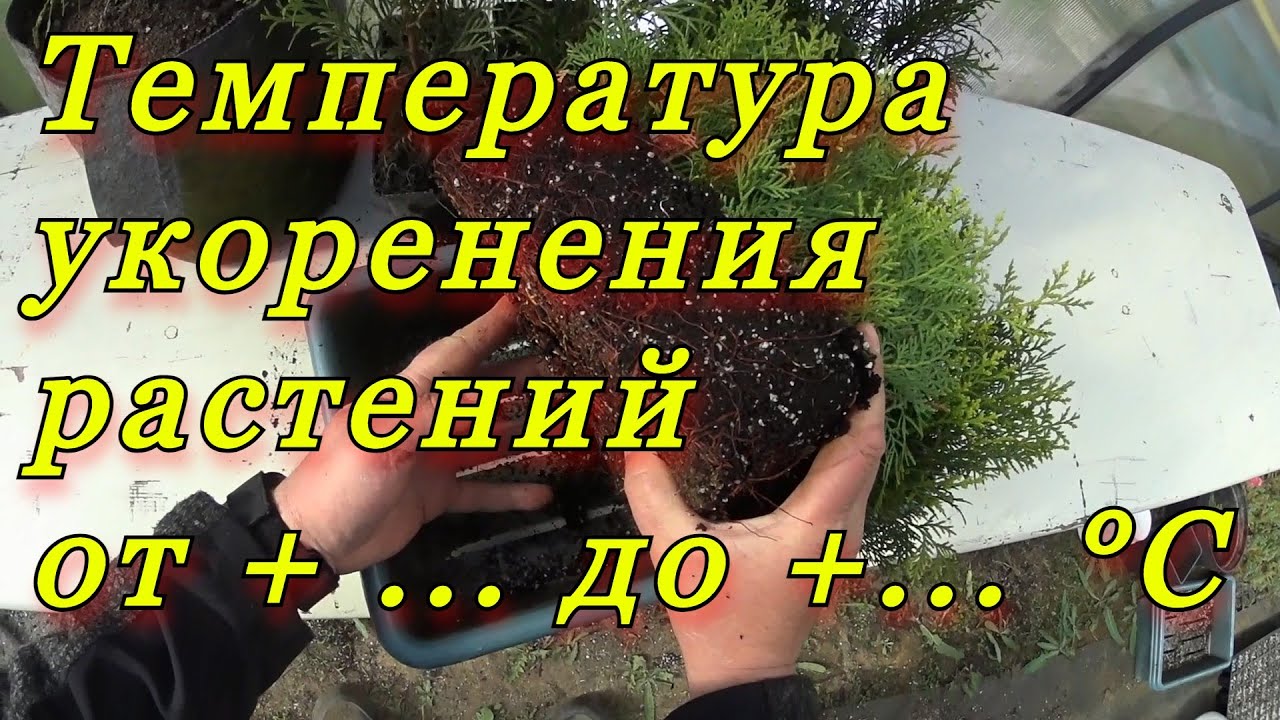 Температура необходимая для укоренения черенков хвойных декоративных растений должна быть -  + ...°C