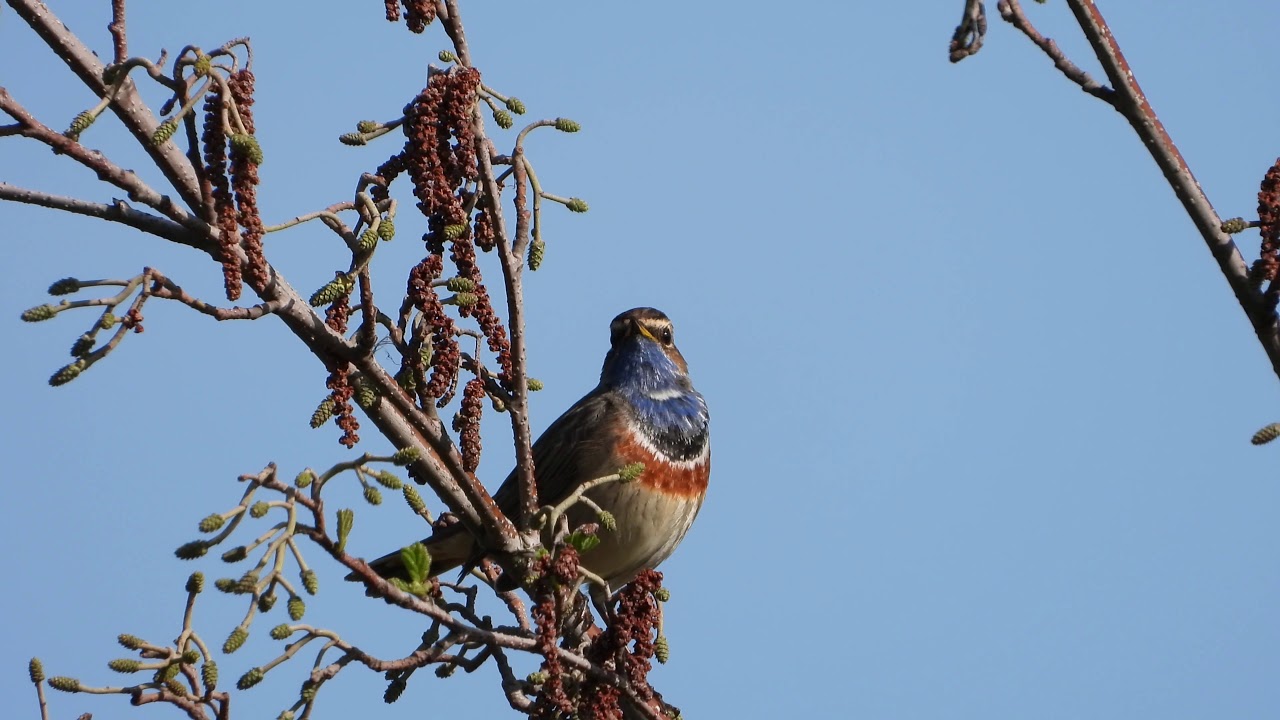 Natuurvideo - Geluid van de blauwborst / Singing bluethroat (Luscinia svecica)