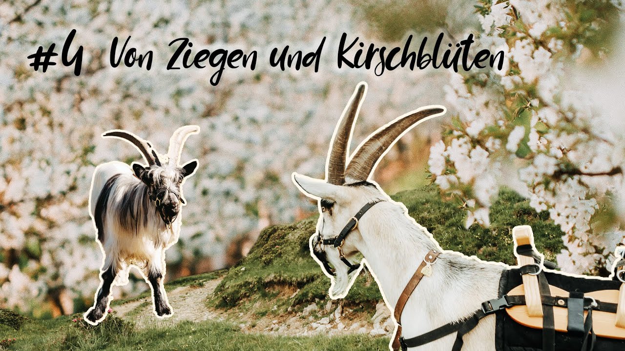 Frühlings-Ziegentrekking über den Bucheggberg | ZIEGEN-VLOG #4