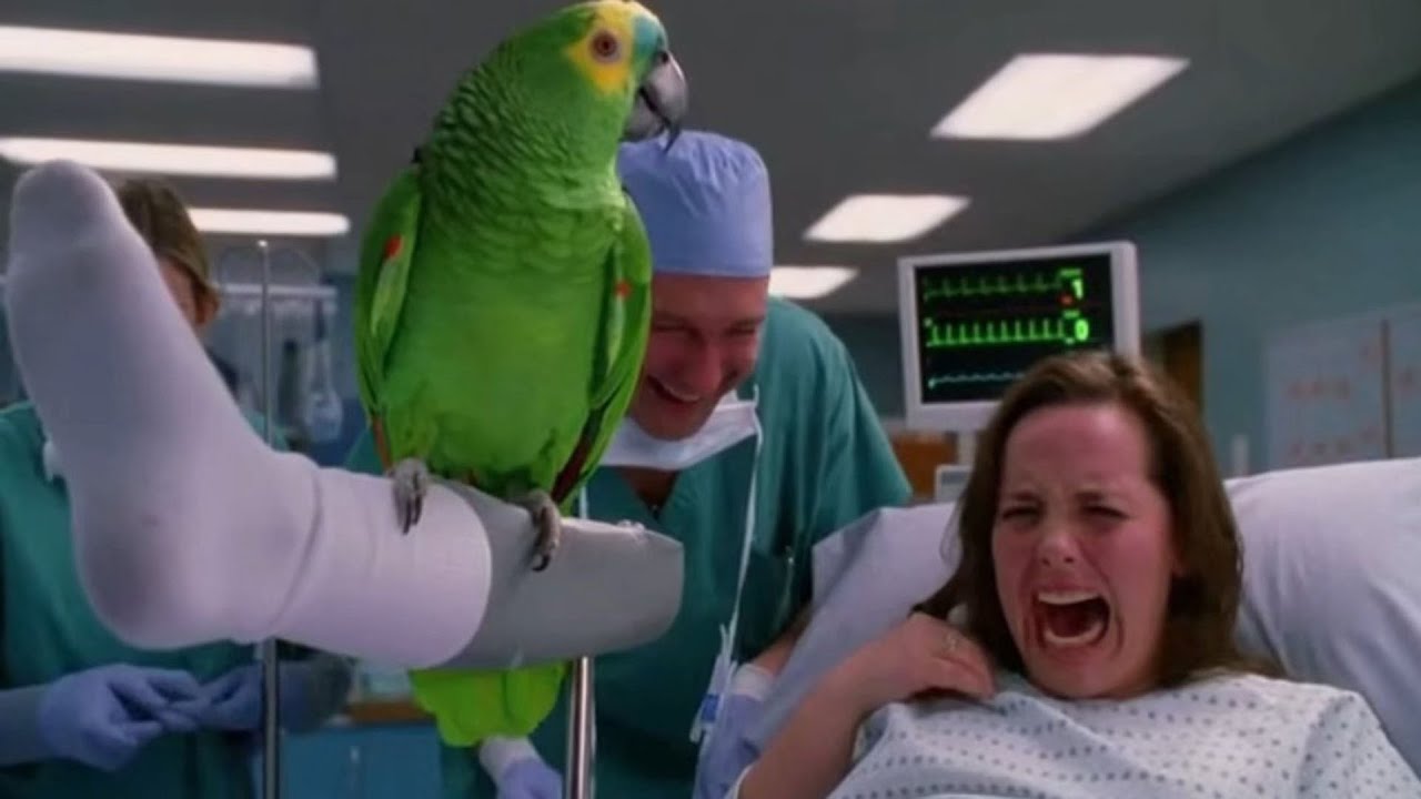 Delivery Room ERUPTS in Laughter Thanks to a Hilarious Talking Parrot 😂 | Parrot And Mom