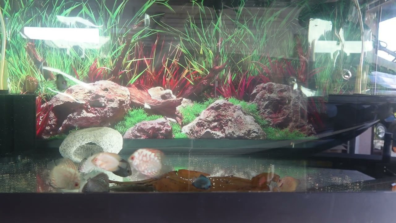 New Discus Tank