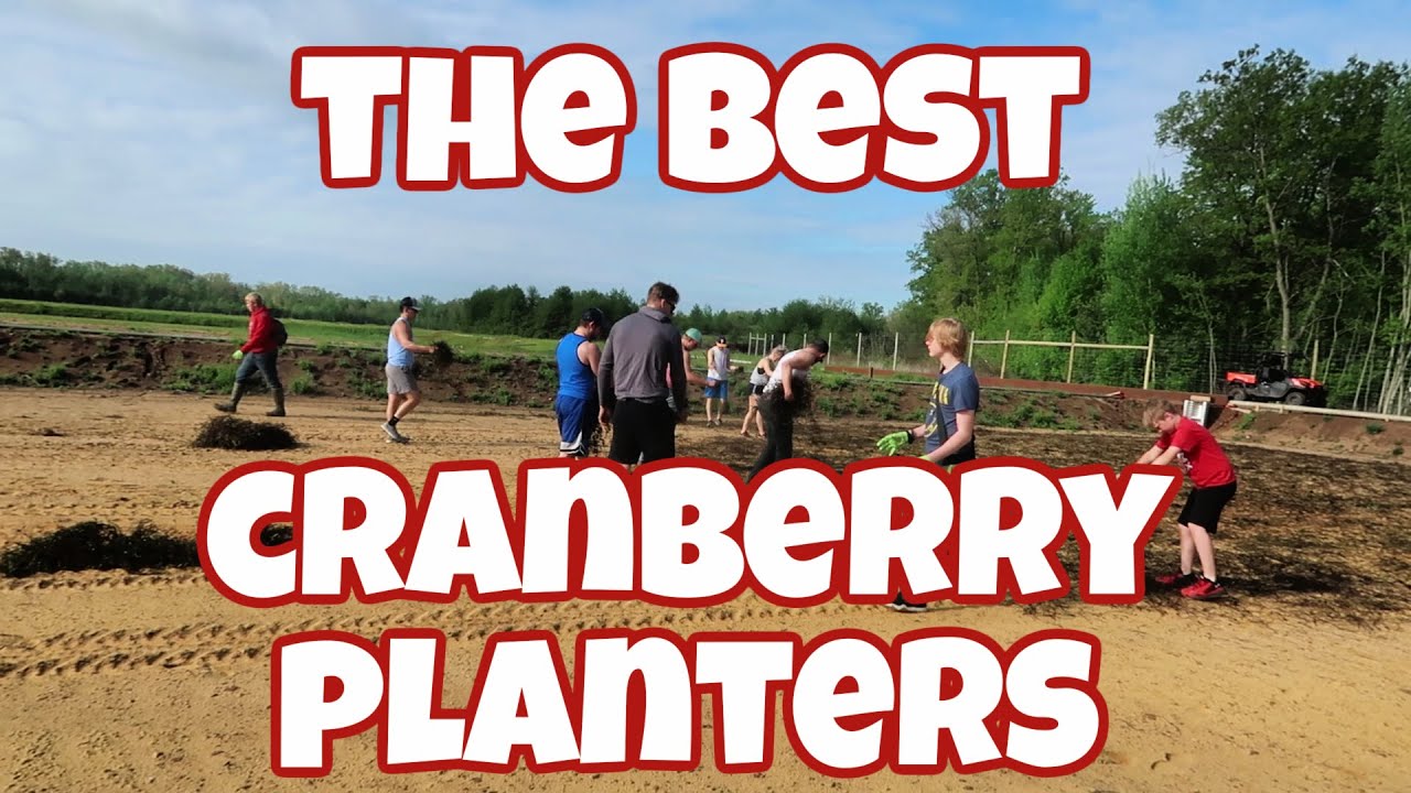 🔴PLANTING CRANBERRY VINES on our Wisconsin Cranberry Farm | Farm Wife Vlog