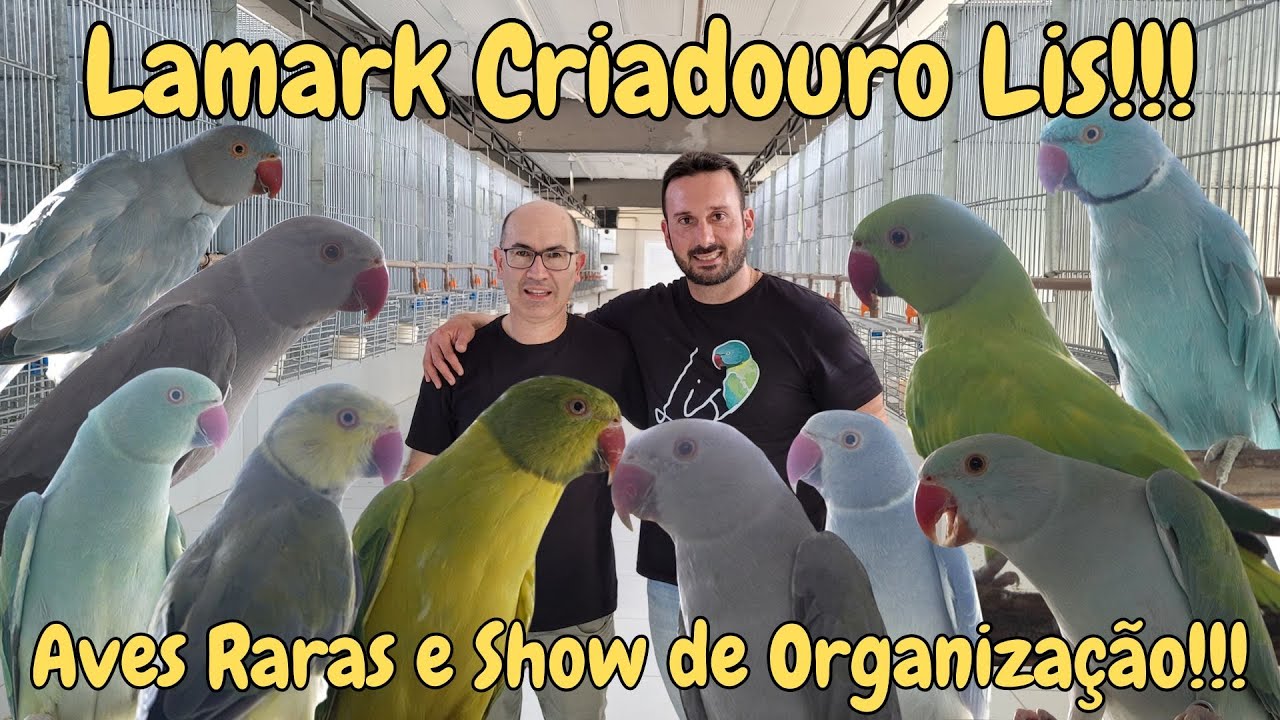 CRIADOURO LIS A PERFEIÇÃO NA CRIAÇÃO DE RING NECKS!!!