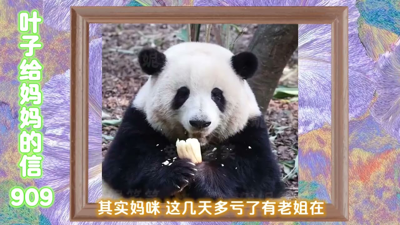 《花花给妈妈的信909》 希望一切都好好的～#来这里吸熊猫 #大熊猫和花 #大熊猫和花和叶 #熊猫花花 #大熊猫