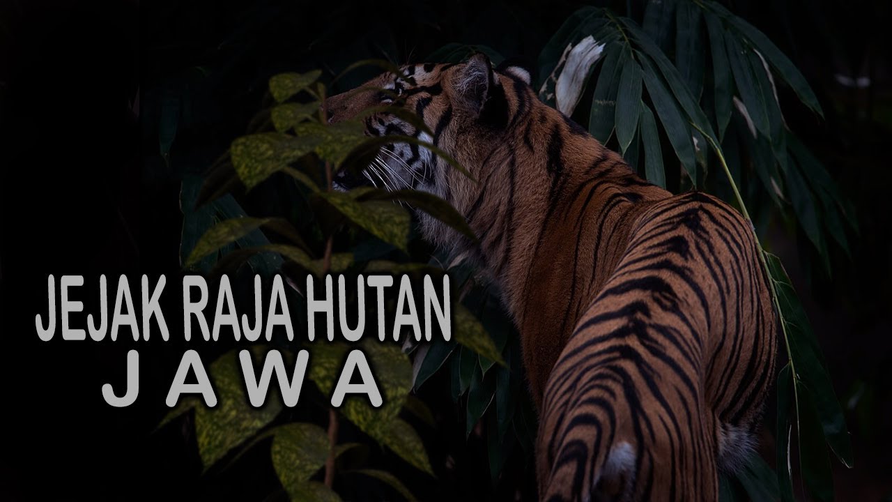 Rekam Sisa Jejak RAJA HUTAN Jawa | penelusuran Harimau