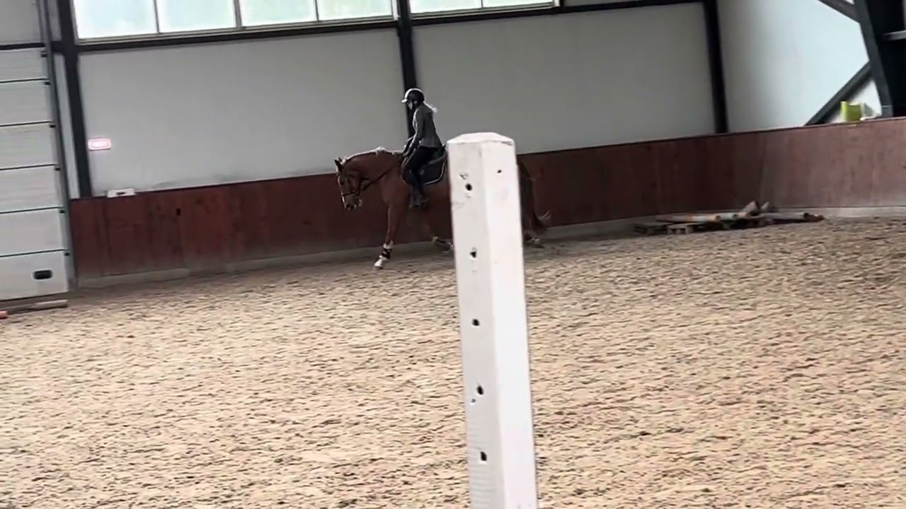 SOLD Theodore 5 yo gelding