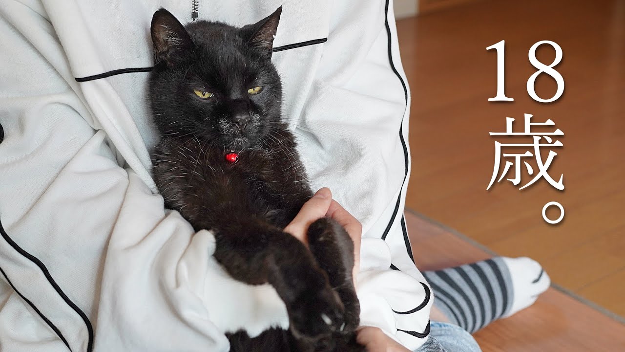 黒猫ジジ、18歳になる。子猫を育てる老猫の記録