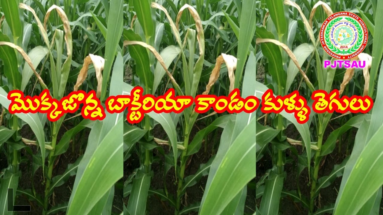 Maize - Bacterial Stem rot ll PJTSAU ll