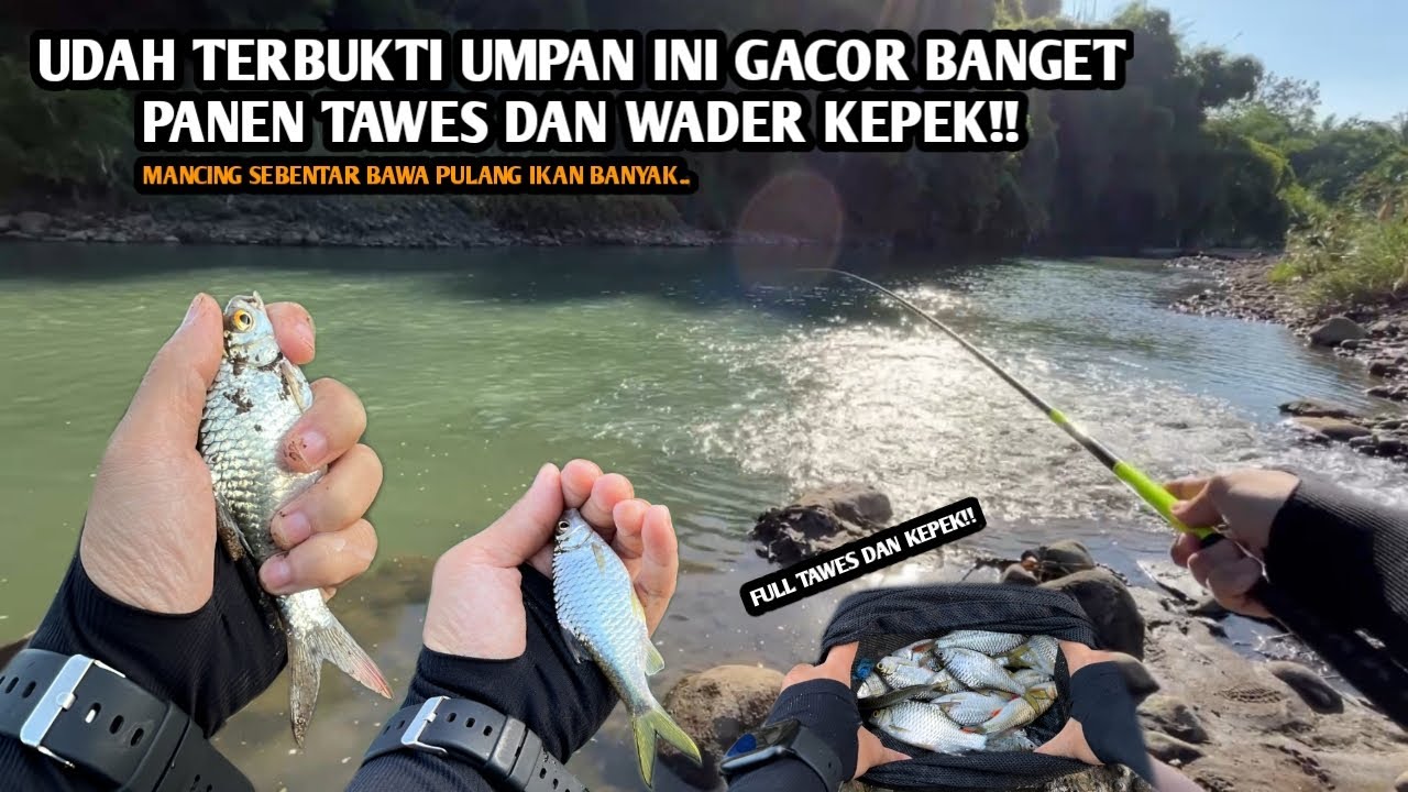 PANEN TAWES DAN KEPEK PAKE UMPAN GACOR INI!! STRIKE TERUS!! Mancing wader umpan roti di Bogowonto