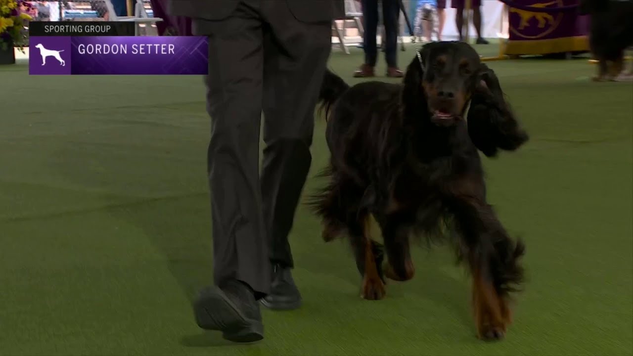 Setters (Gordon) | Breed Judging 2023