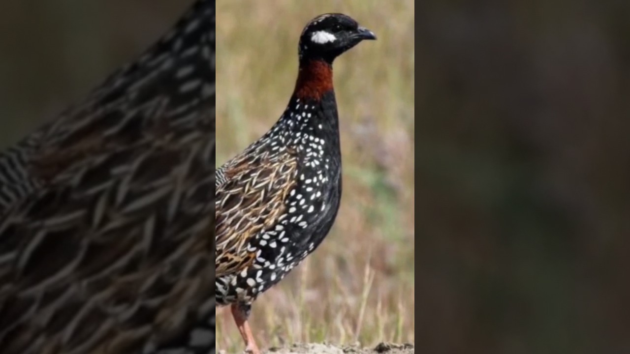 Kala Teetar | Black Francolin | Black Francolin and Ecosystem | Kala Teetar Male and Female
