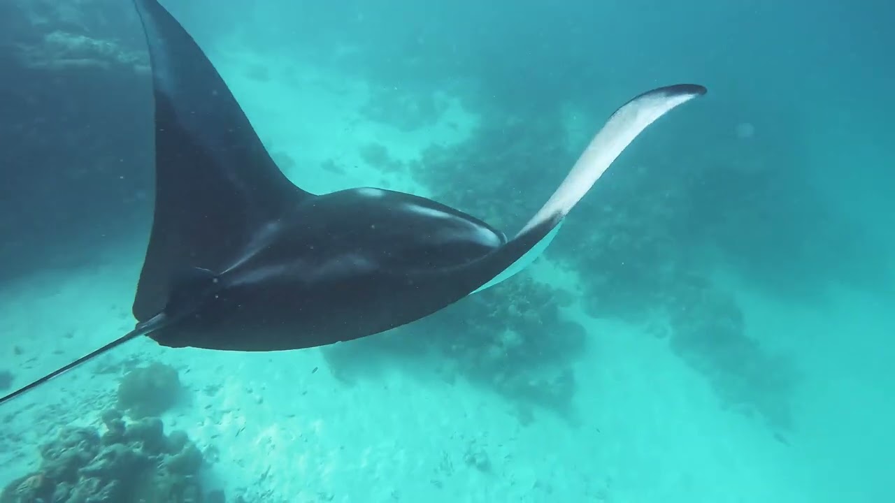Maldives – Settling the Score with a Fish