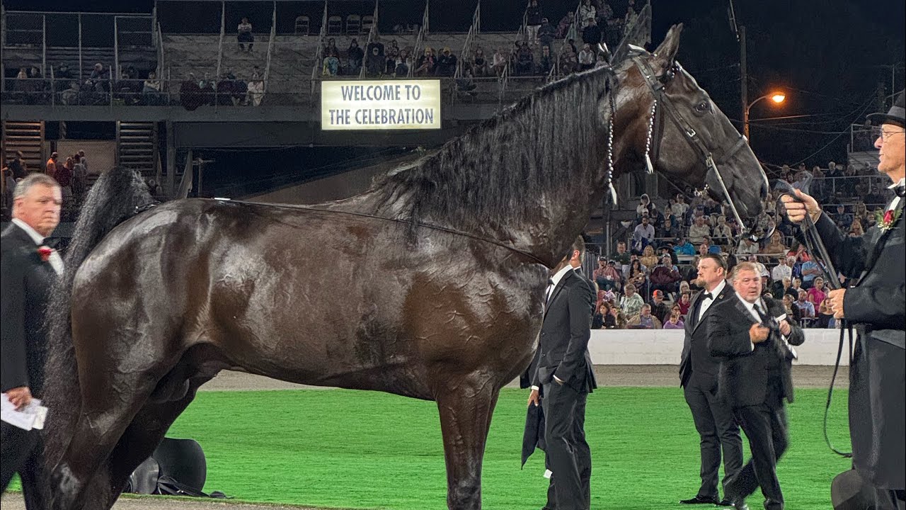 2025 Tennessee Walking horse national Celebration Big Stake World Grand Championship 