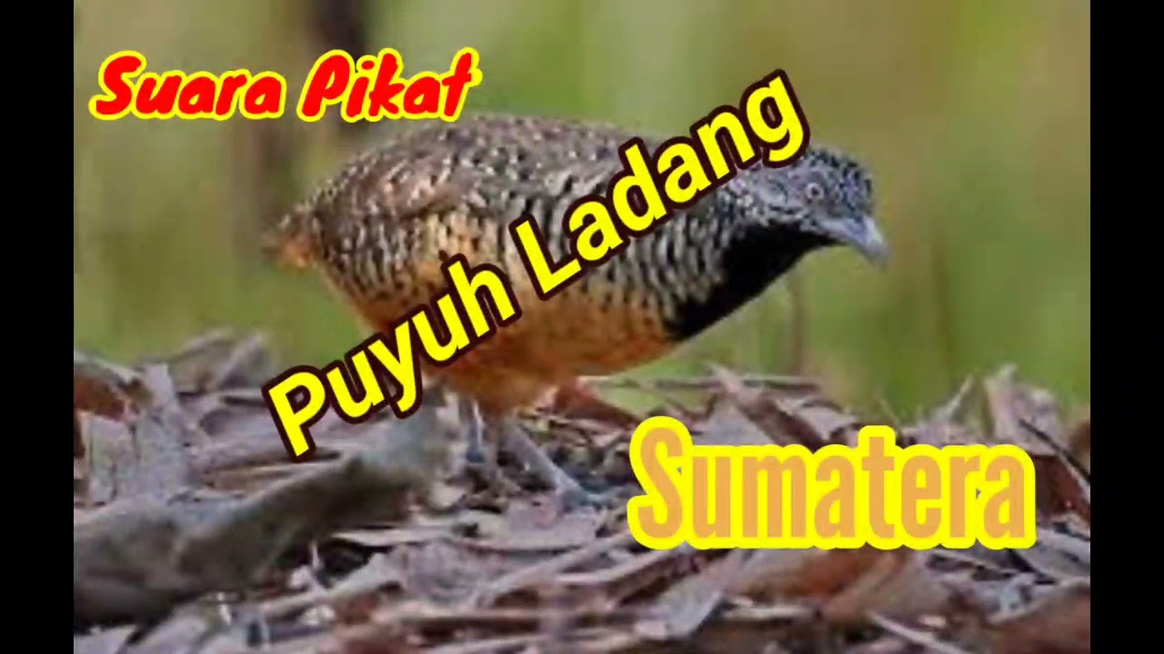 Suara pikat puyuh ladang Sumatera