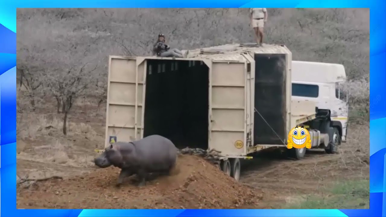 Liberan Animales Rescatados: As&iacute; Fue Su Regreso a la Naturaleza #AnimalesRescatados #fauna  🧡🧡🧡