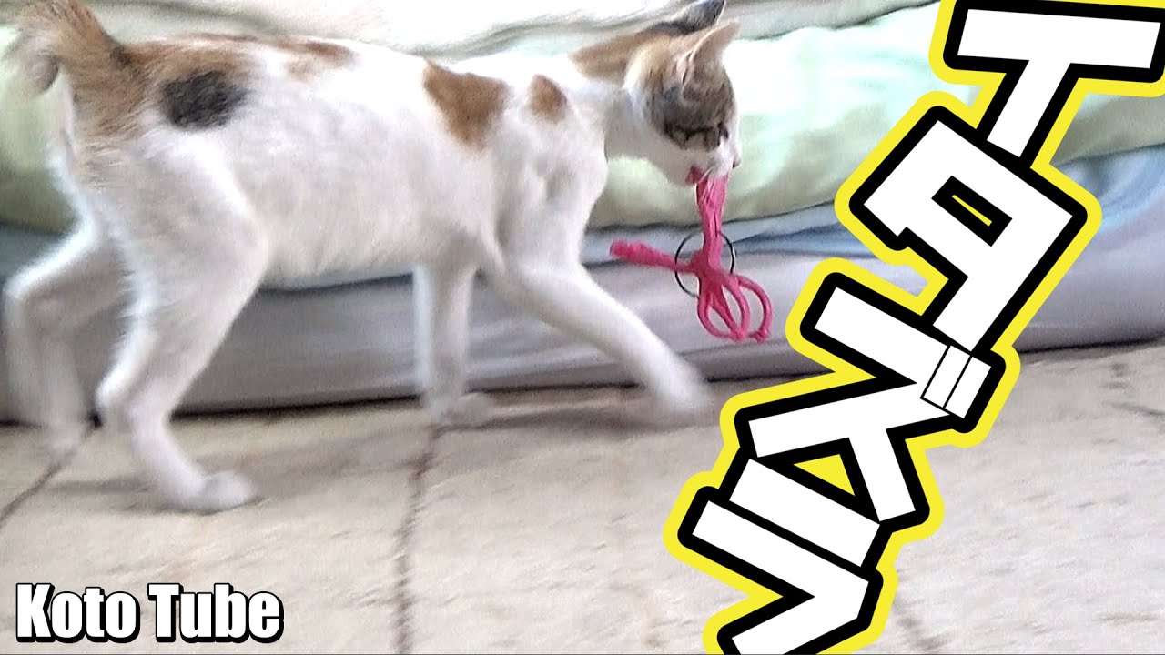 子猫を保護して約3週間、片目でボロボロだった野良子猫がとんだイタズラっ子に！
