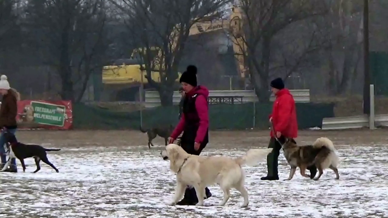 &Ouml;GV Leobersdorf Hundeschule 21.01.2017