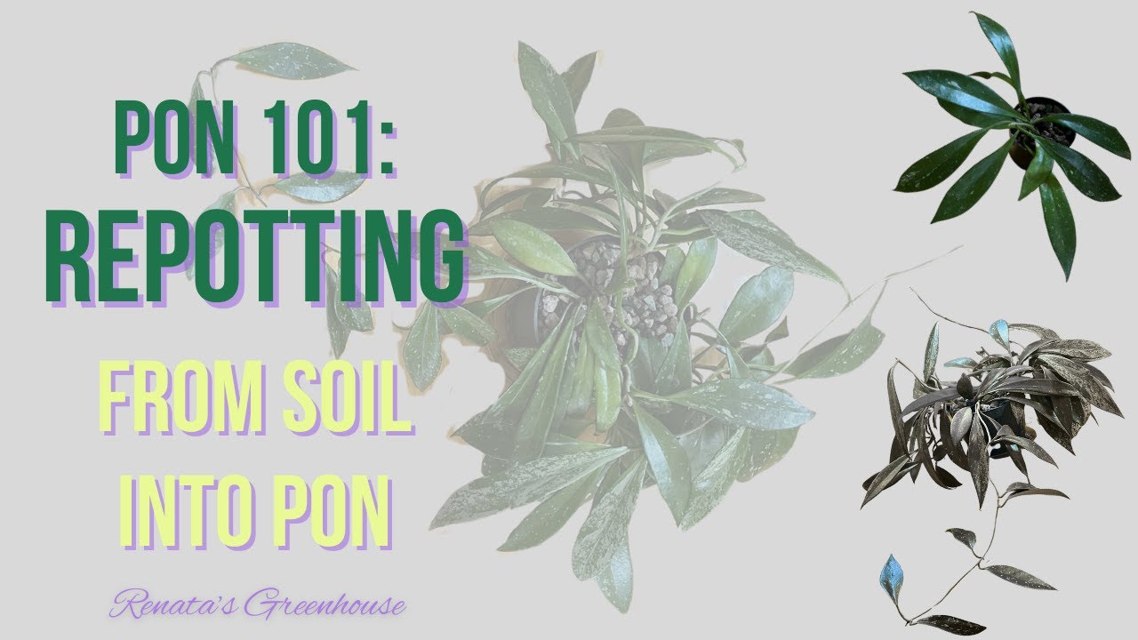 Pon 101 | Repotting from soil into pon